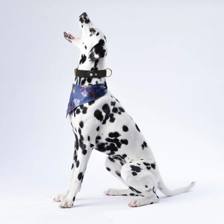 Olixar Genuine Leather Apple AirTags Dog Collar - Large - Black - Image 5